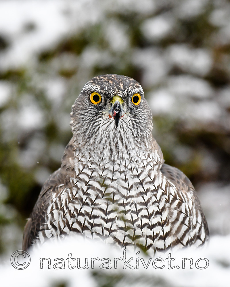 BB_20170305_0007 / Accipiter gentilis / Hønsehauk