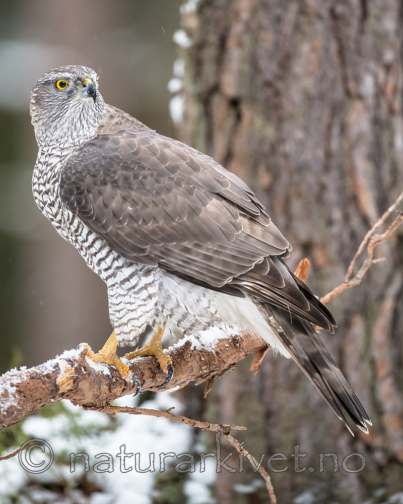 BB_20170305_0062 / Accipiter gentilis / Hønsehauk