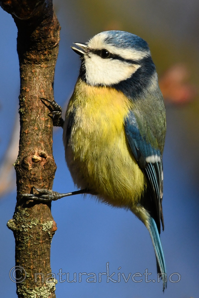BB_20170314_0014 / Cyanistes caeruleus / Blåmeis