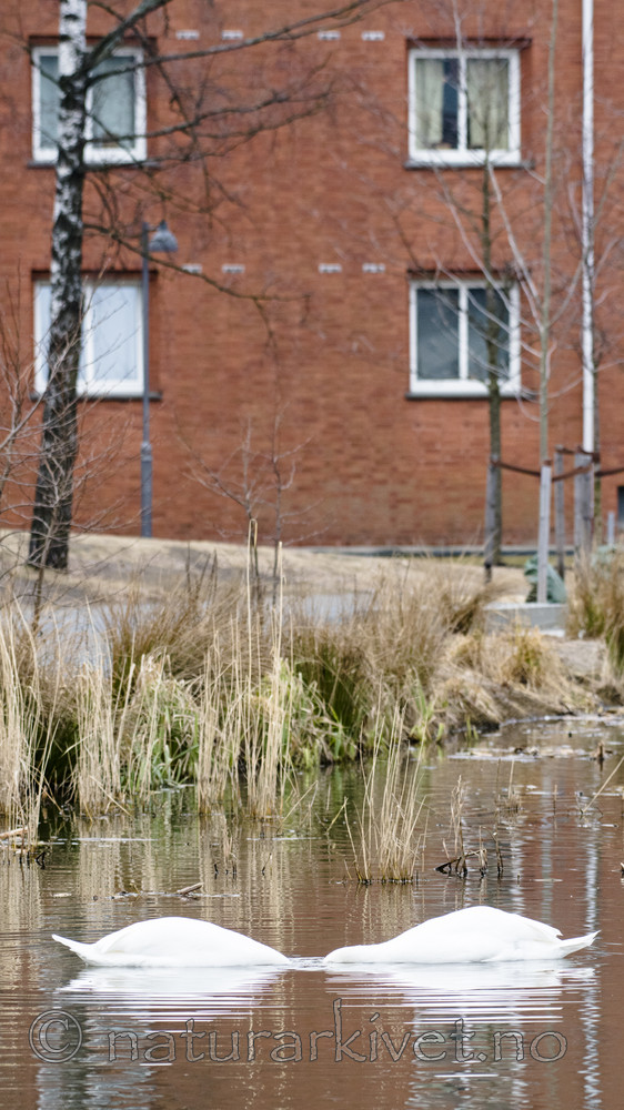 BB_20170403_0051 / Cygnus olor / Knoppsvane