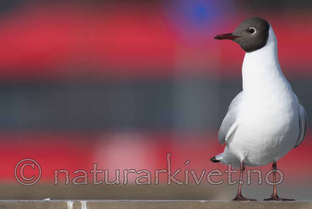 BB_20170407_0315 / Chroicocephalus ridibundus / Hettemåke