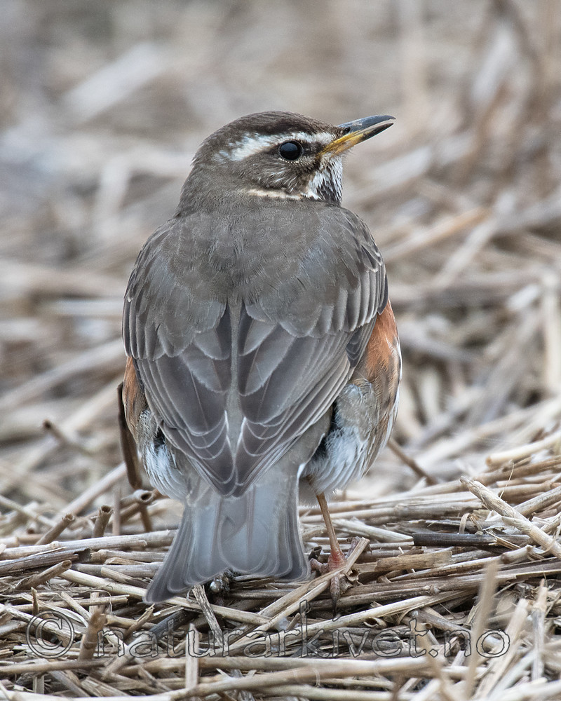 BB_20170409_0058 / Turdus iliacus / Rødvingetrost