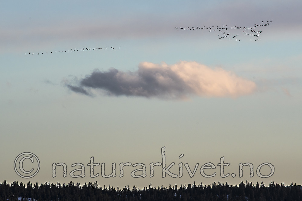 BB_20170410_0412 / Anser brachyrhynchus / Kortnebbgås