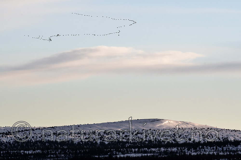 BB_20170410_0419 / Anser brachyrhynchus / Kortnebbgås