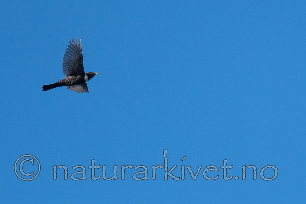 BB_20170423_0046 / Turdus torquatus / Ringtrost
