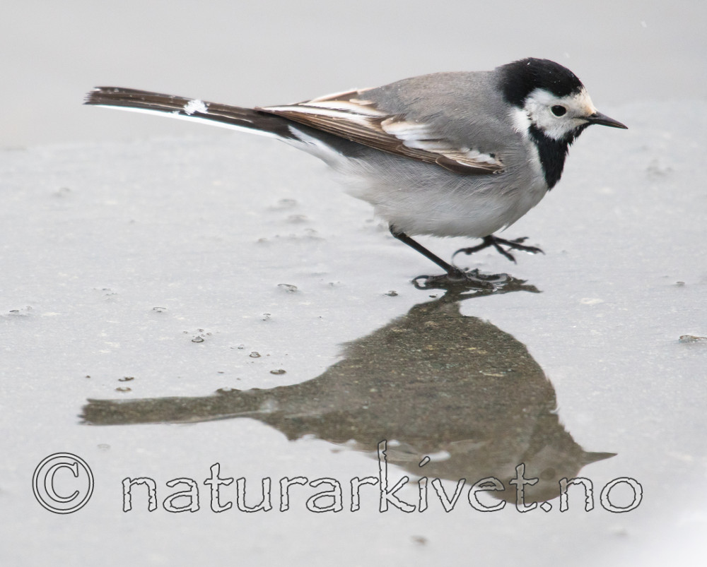 BB_20170424_0086 / Motacilla alba / Linerle