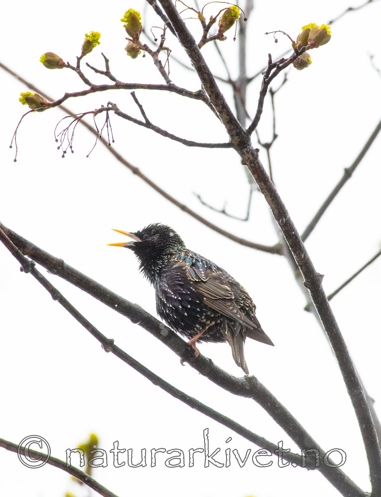 BB_20170424_0204 / Sturnus vulgaris / Stær