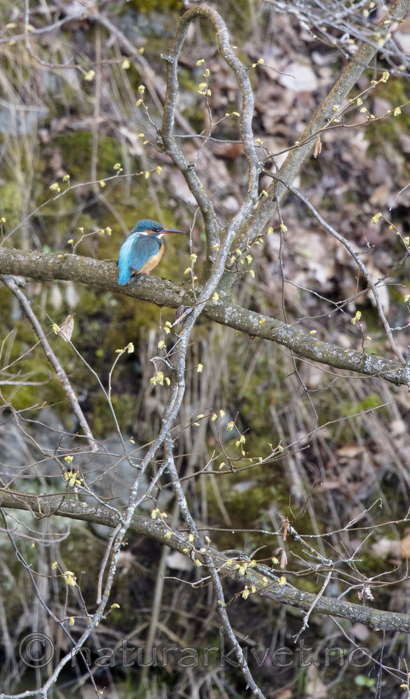 BB_20170426_0019 / Alcedo atthis / Isfugl