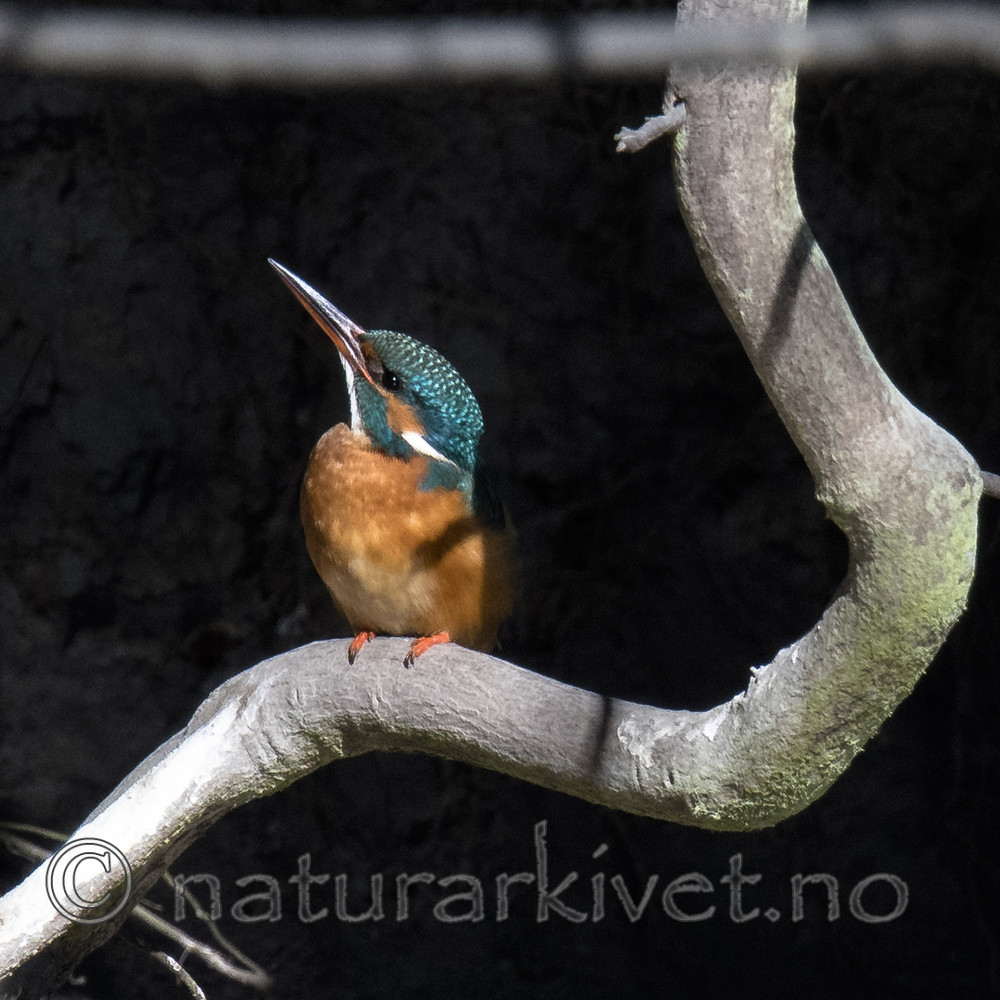 BB_20170426_0087 / Alcedo atthis / Isfugl
