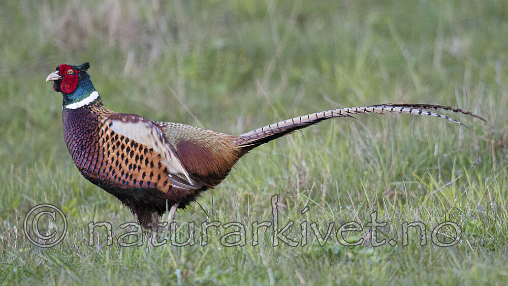 BB_20170429_0308 / Phasianus colchicus / Fasan