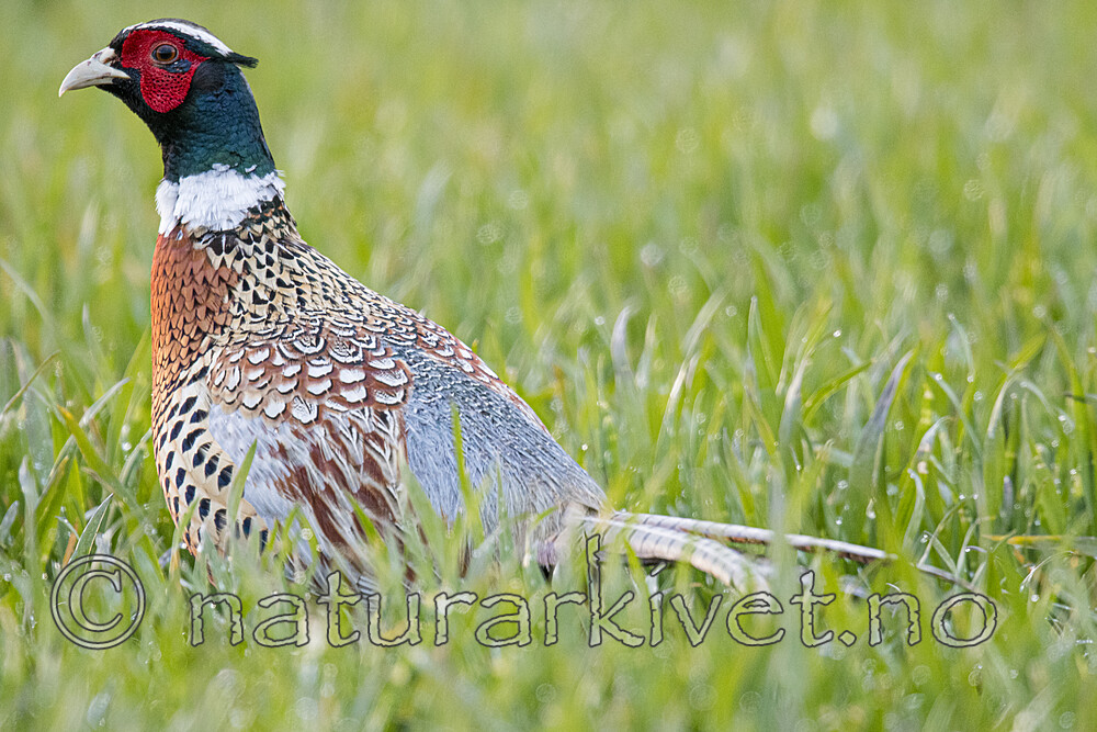 BB_20170429_0391 / Phasianus colchicus / Fasan