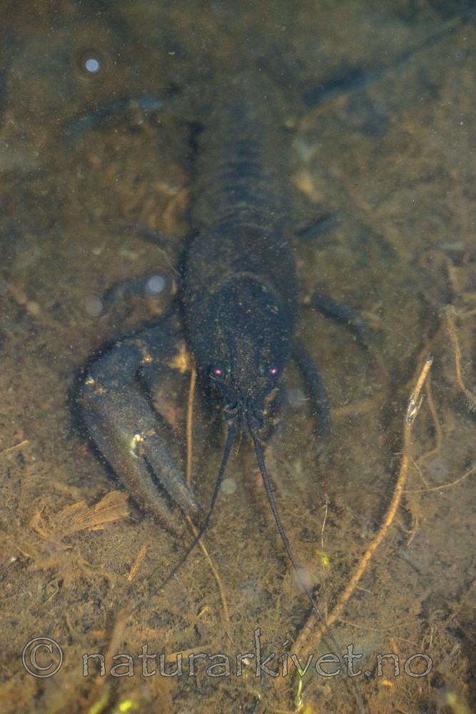 BB_20170430_0006 / Pacifastacus leniusculus / Signalkreps