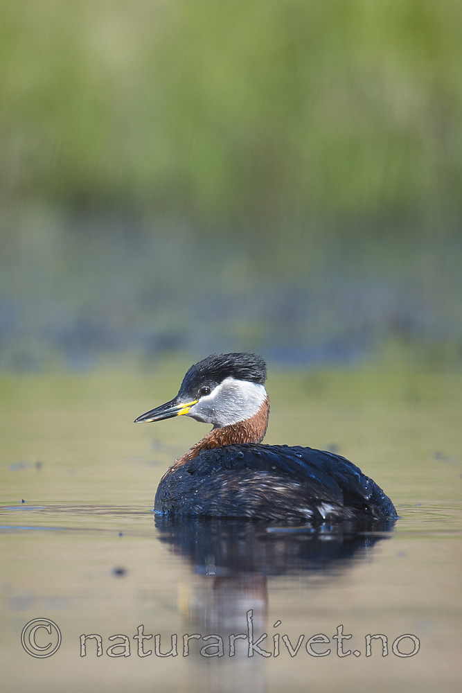 BB_20170430_0100 / Podiceps grisegena / Gråstrupedykker