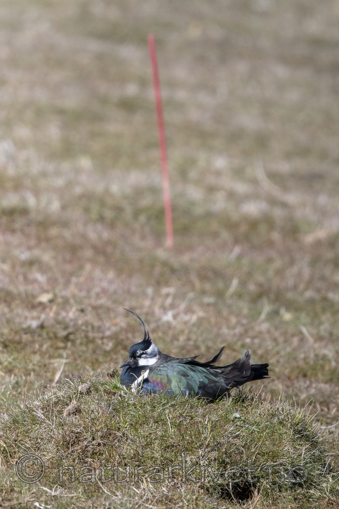 BB_20170501_0023 / Vanellus vanellus / Vipe