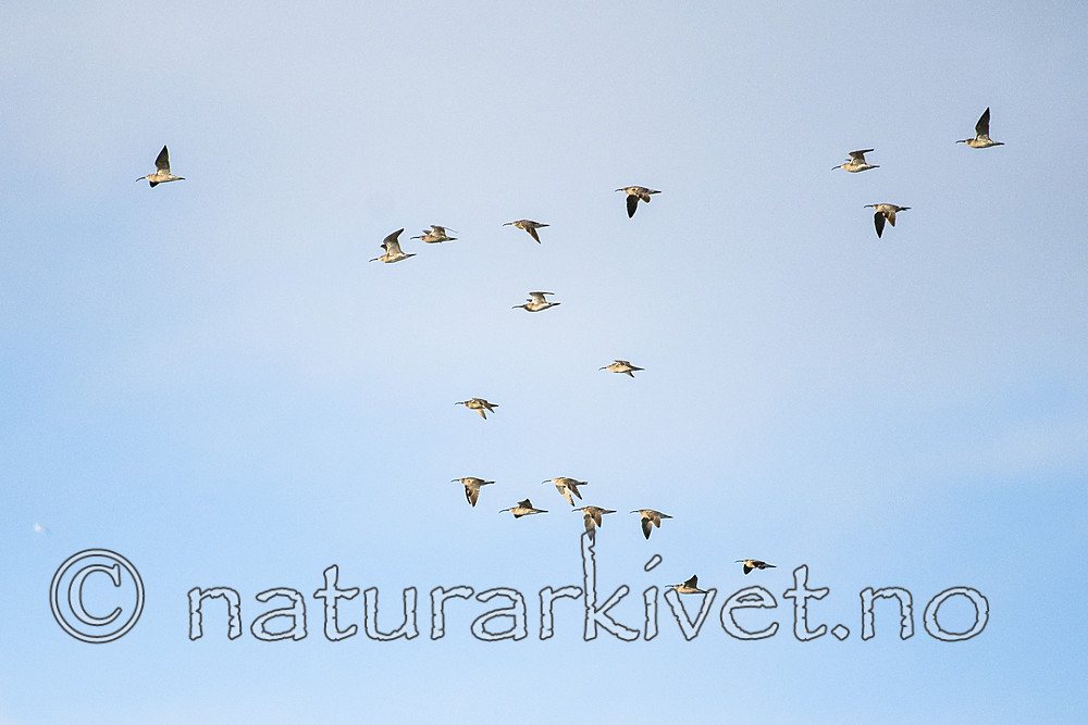 BB_20170512_0107 / Numenius phaeopus / Småspove