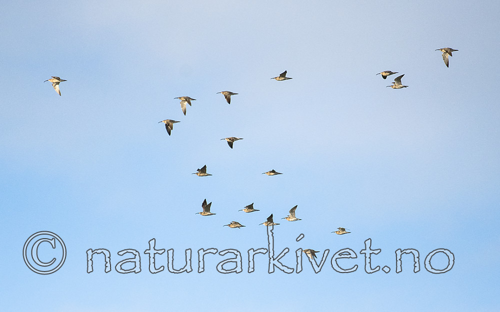 BB_20170512_0110 / Numenius phaeopus / Småspove