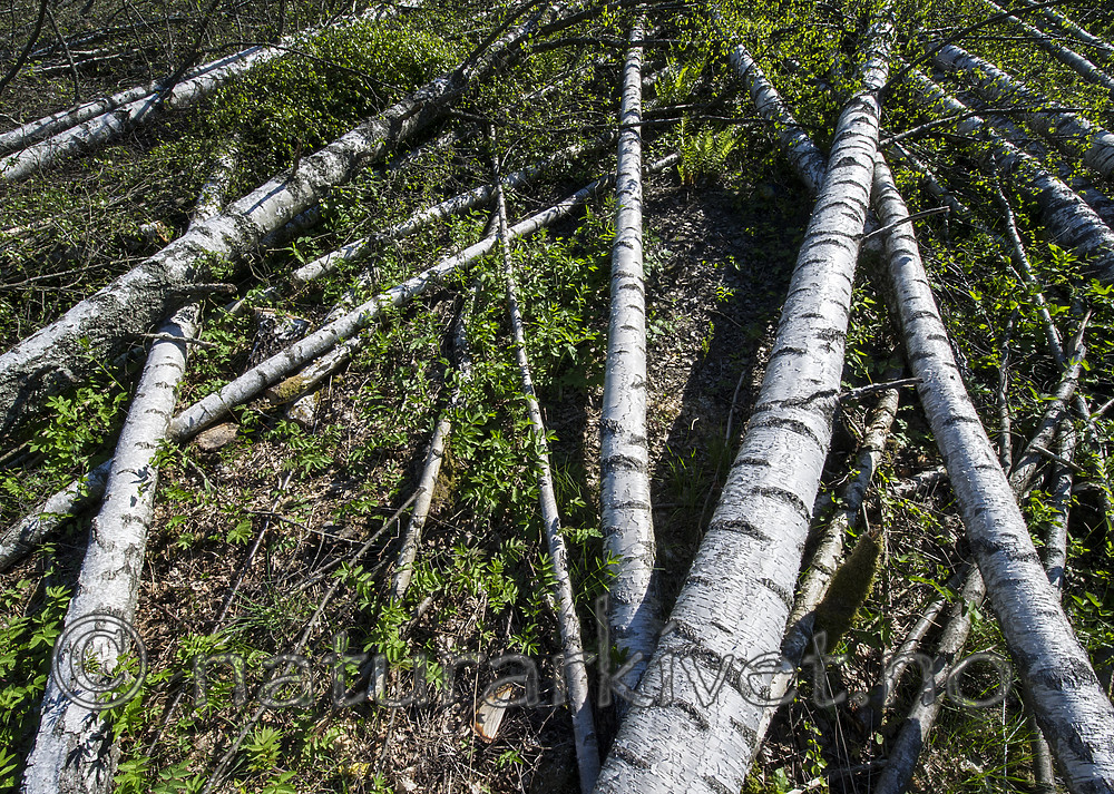 BB_20170526_0042 / Betula pendula / Hengebjørk