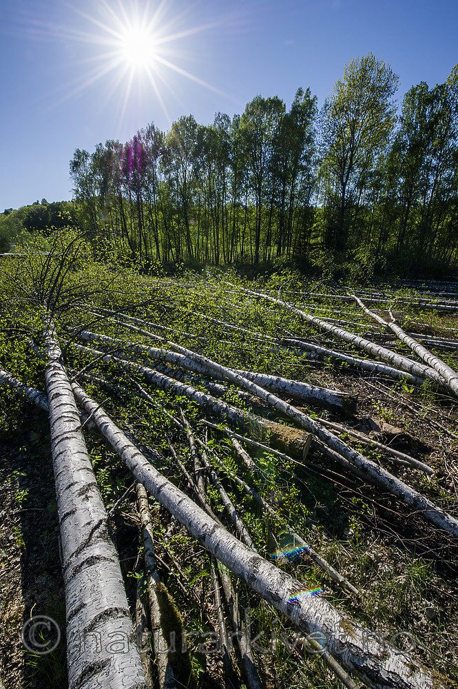BB_20170526_0045 / Betula pendula / Hengebjørk