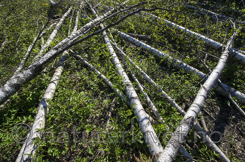 BB_20170526_0050 / Betula pendula / Hengebjørk