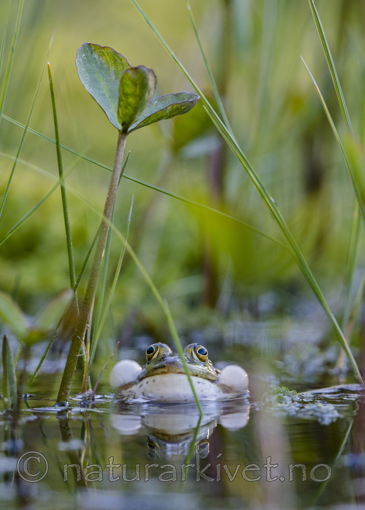BB_20170528_0108 / Pelophylax lessonae / Damfrosk
