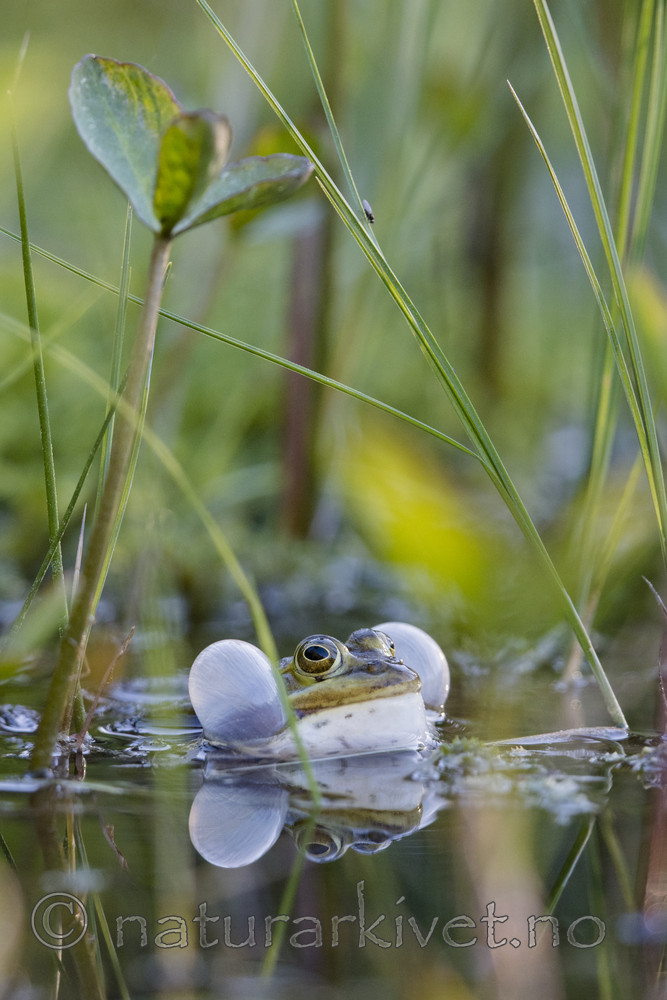BB_20170528_0123 / Pelophylax lessonae / Damfrosk