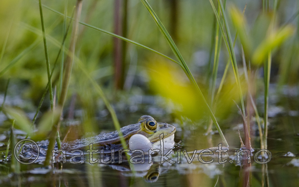 BB_20170528_0130 / Pelophylax lessonae / Damfrosk