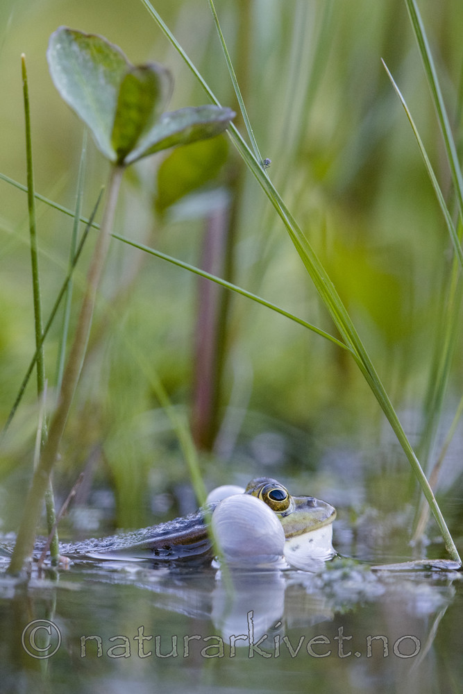 BB_20170528_0143 / Pelophylax lessonae / Damfrosk