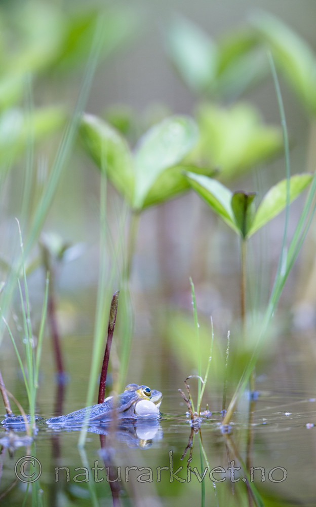 BB_20170529_0048 / Pelophylax lessonae / Damfrosk