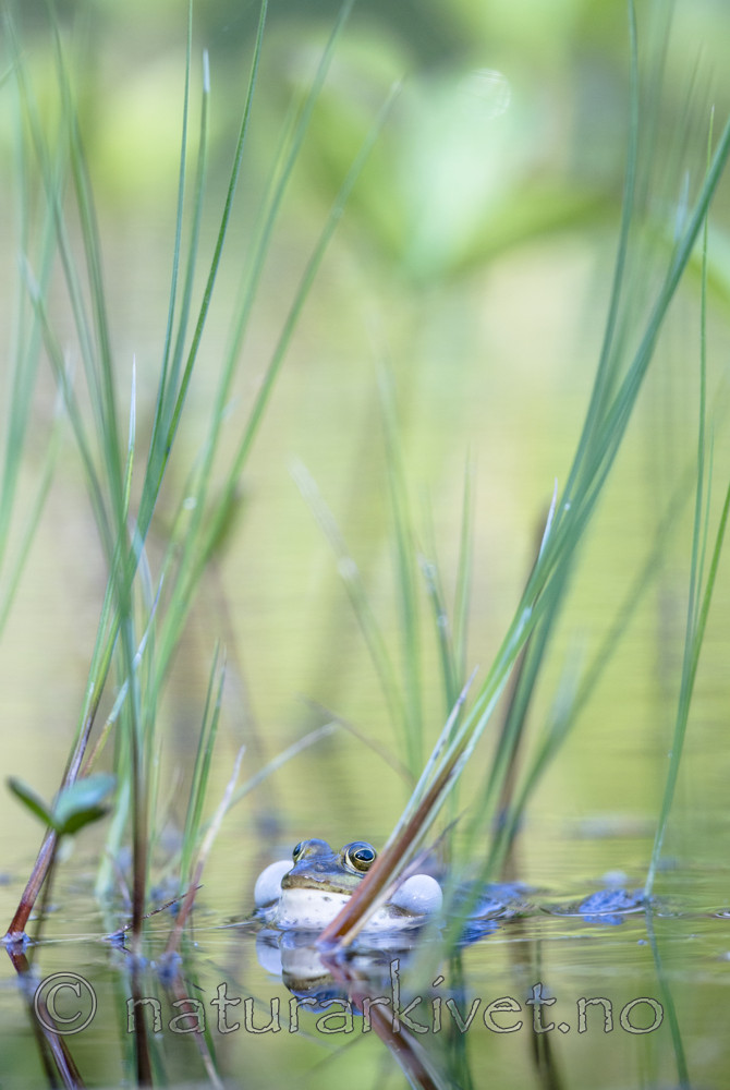 BB_20170529_0105 / Pelophylax lessonae / Damfrosk