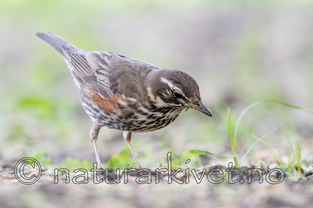 BB_20170602_0096 / Turdus iliacus / Rødvingetrost