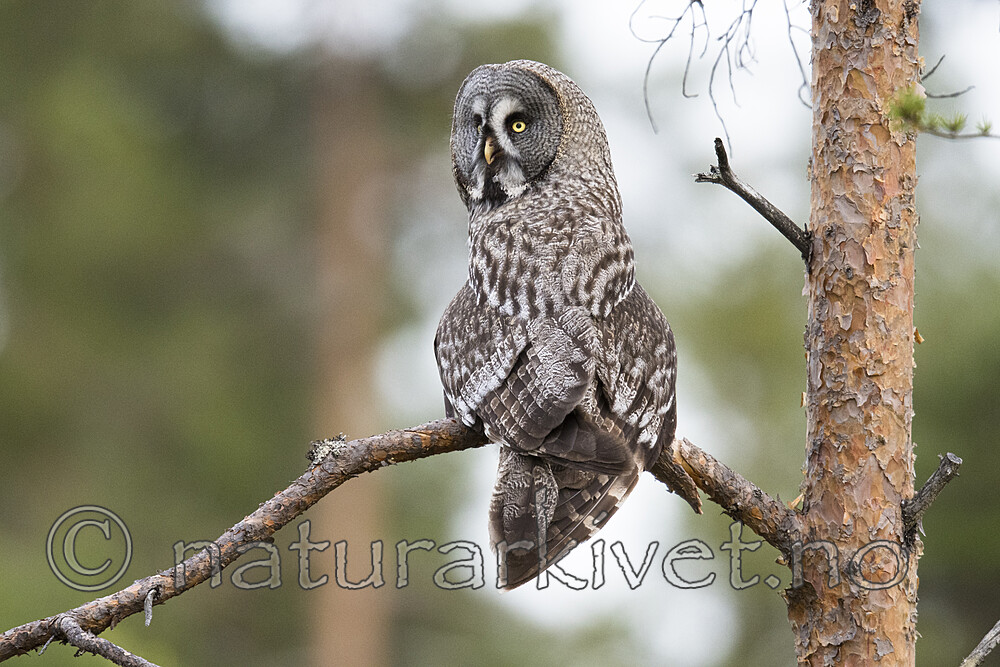 BB_20170602_0420 / Strix nebulosa / Lappugle