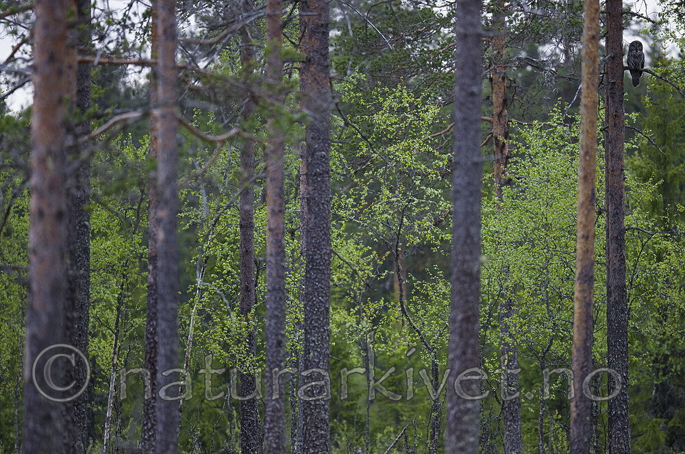 BB_20170603_0040 / Strix nebulosa / Lappugle