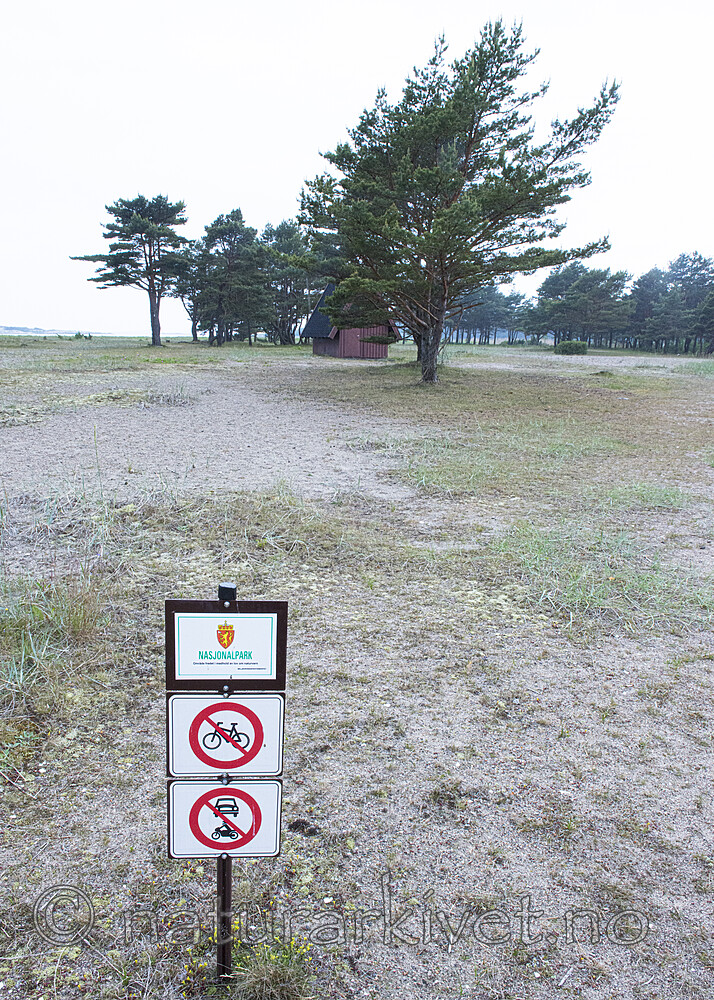 BB_20170609_0080 / Pinus sylvestris / Furu