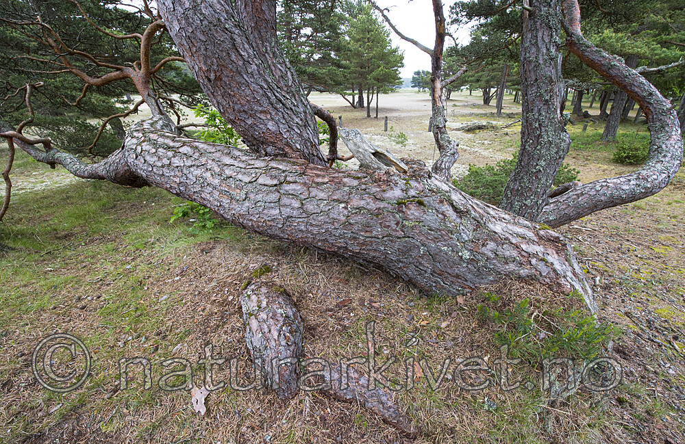 BB_20170609_0107 / Pinus sylvestris / Furu