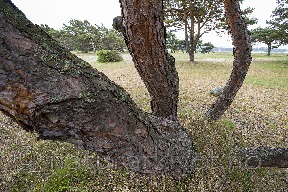 BB_20170609_0123 / Pinus sylvestris / Furu