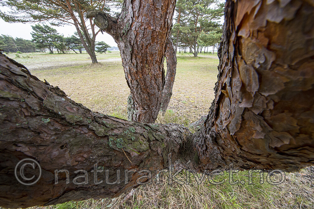 BB_20170609_0126 / Pinus sylvestris / Furu