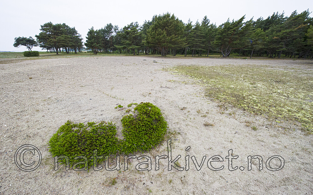 BB_20170609_0129 / Calluna vulgaris / Røsslyng <br /> Pinus sylvestris / Furu