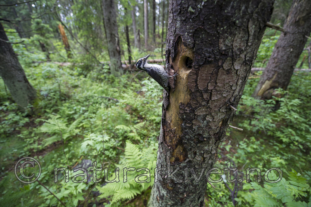 BB_20170610_0102 / Picoides tridactylus / Tretåspett