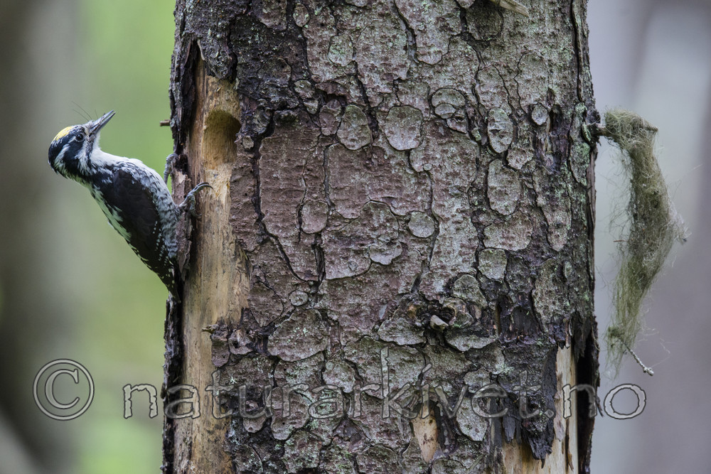 BB_20170610_0293 / Picoides tridactylus / Tretåspett