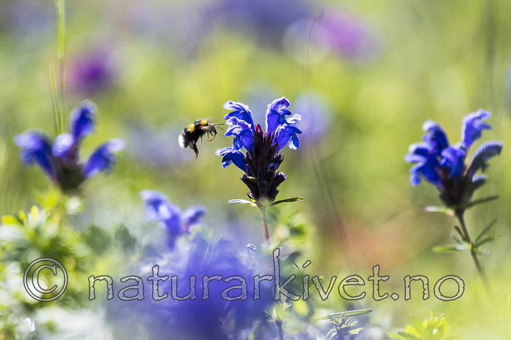 BB_20170612_0133 / Bombus hortorum / Hagehumle <br /> Dracocephalum ruyschiana / Dragehode