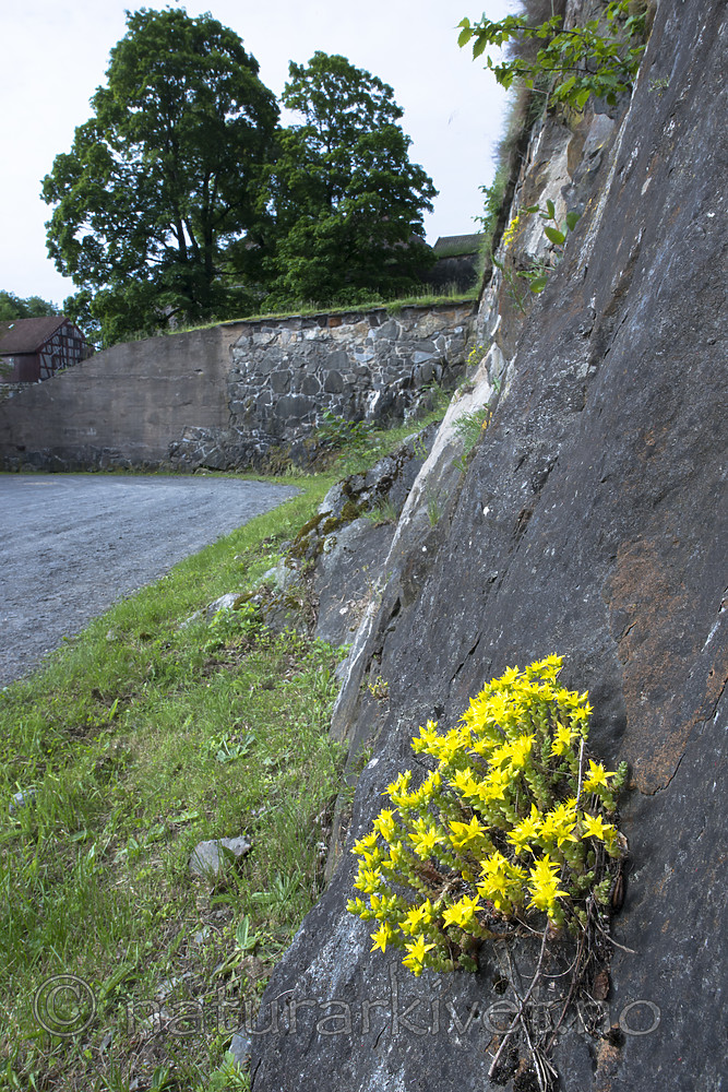 BB_20170615_0004 / Sedum acre / Bitterbergknapp