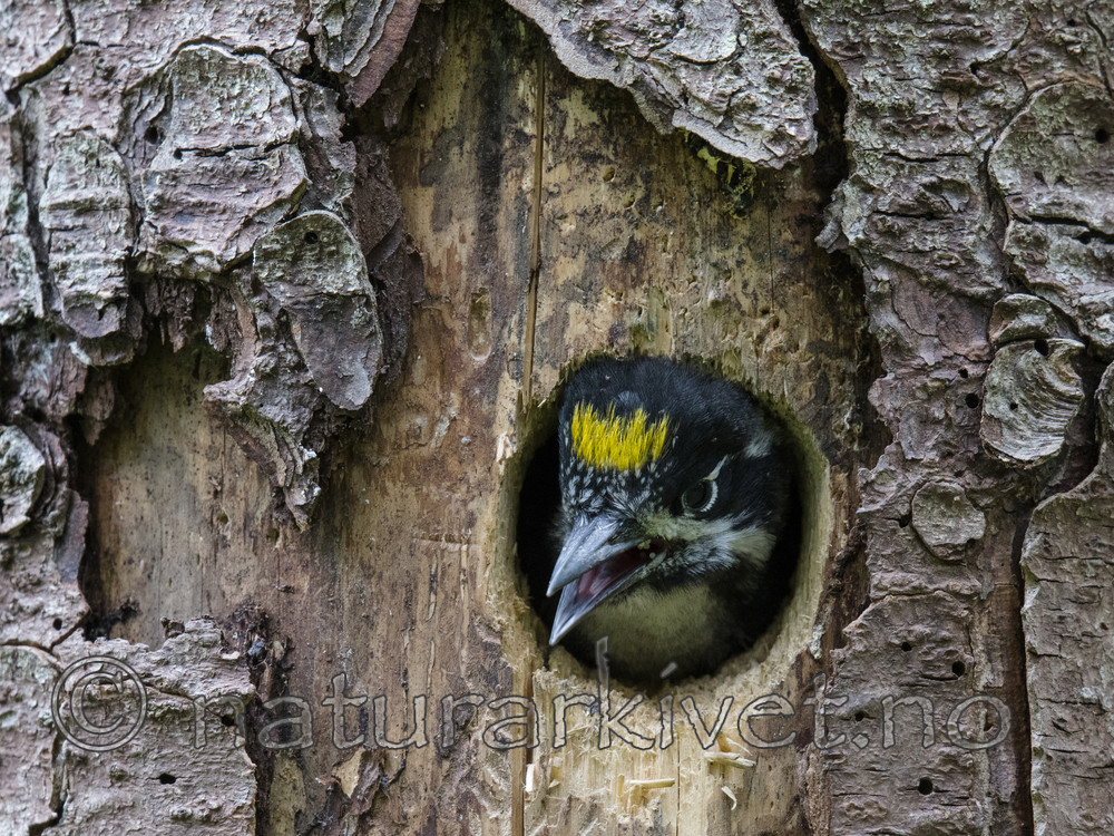 BB_20170615_0014 / Picoides tridactylus / Tretåspett