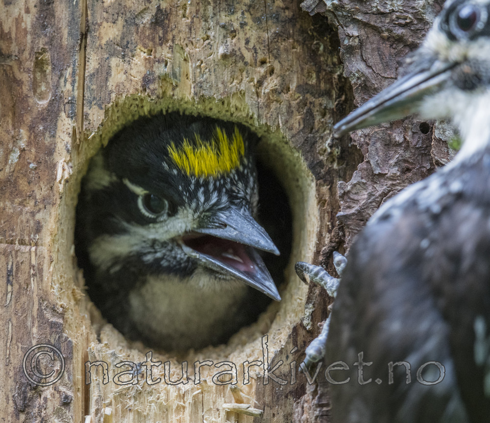 BB_20170615_0026 / Picoides tridactylus / Tretåspett