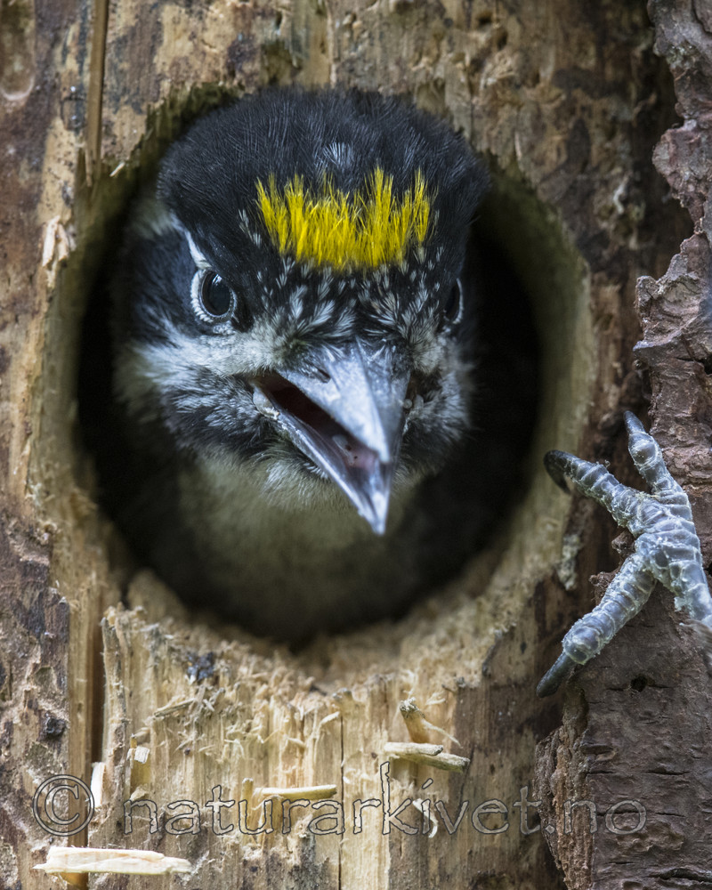 BB_20170615_0043-2 / Picoides tridactylus / Tretåspett