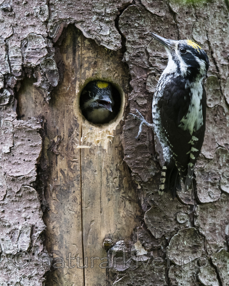 BB_20170615_0055 / Picoides tridactylus / Tretåspett