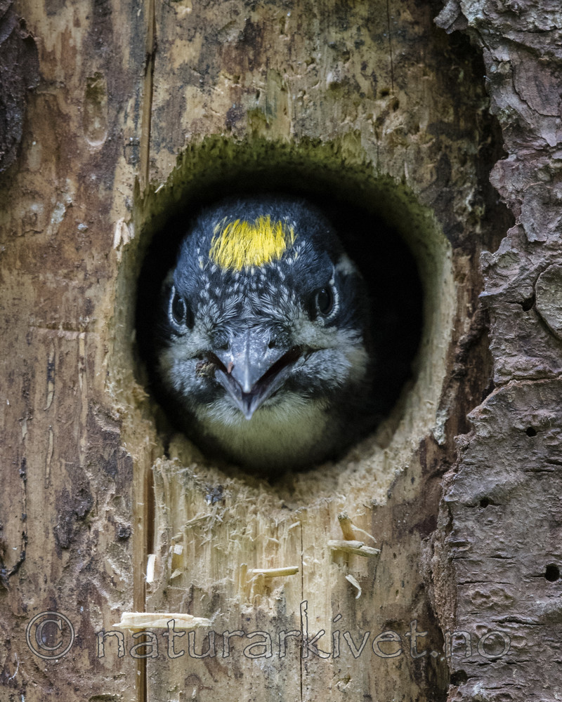 BB_20170615_0085 / Picoides tridactylus / Tretåspett