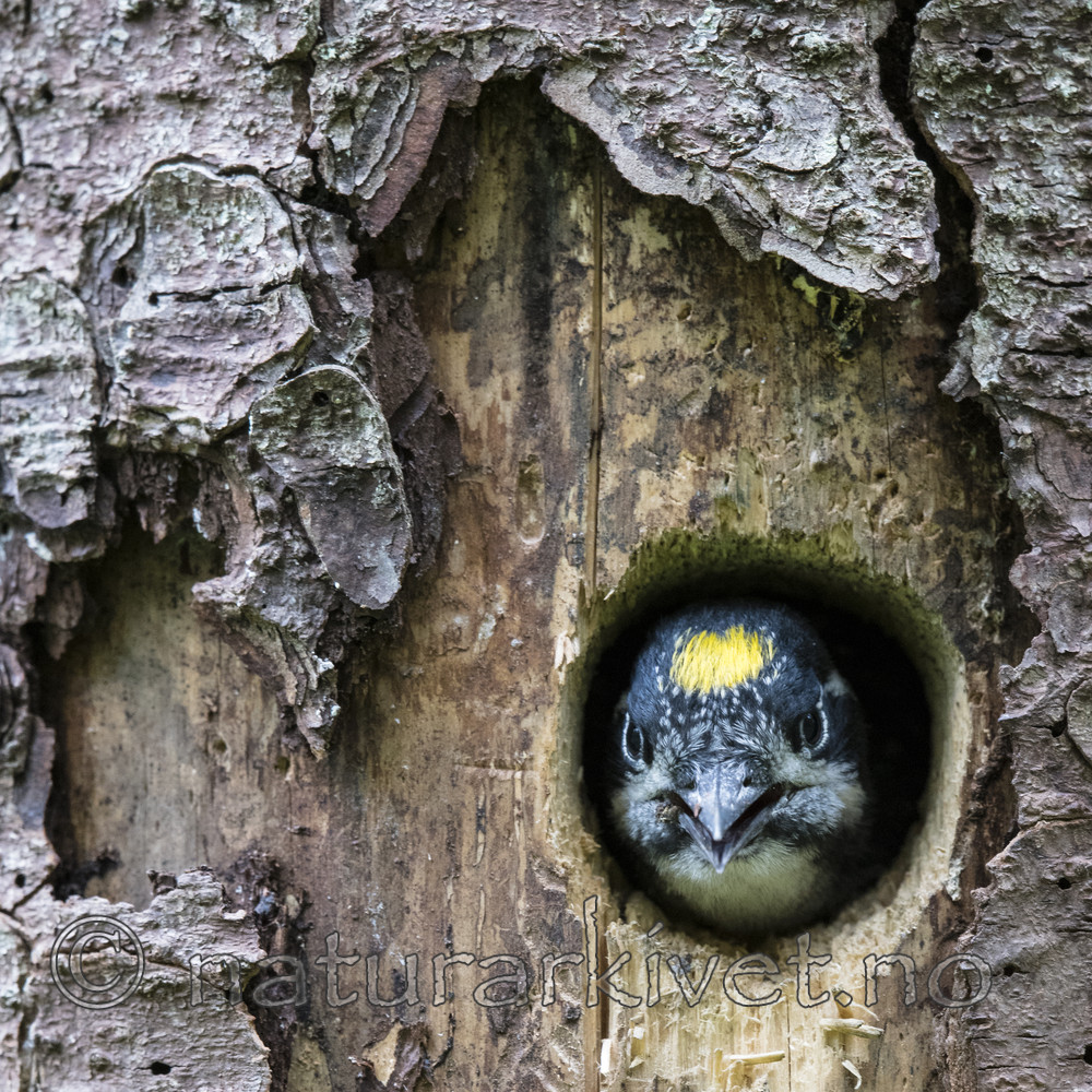 BB_20170615_0086 / Picoides tridactylus / Tretåspett