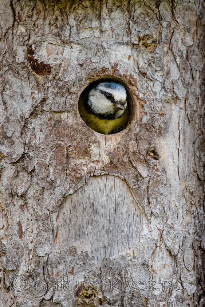 BB_20170618_0016 / Cyanistes caeruleus / Blåmeis