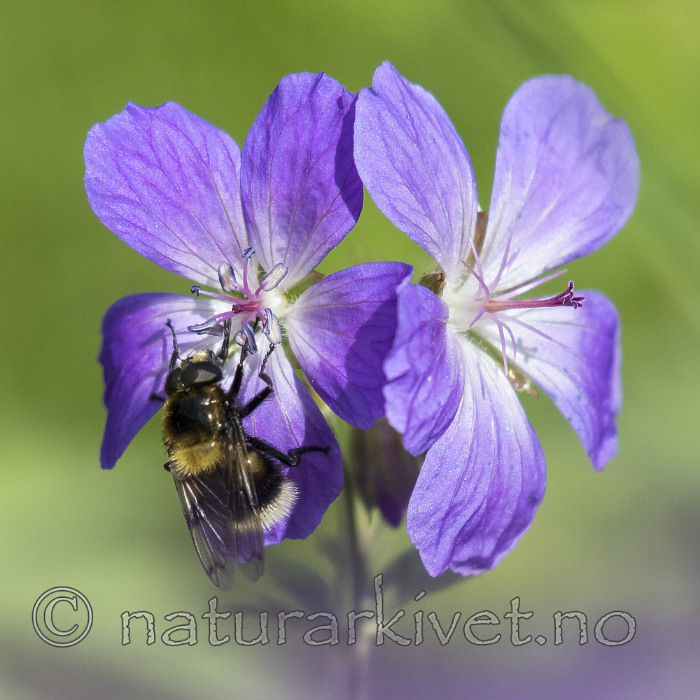 BB_20170618_0094-2 / Geranium sylvaticum / Skogstorkenebb