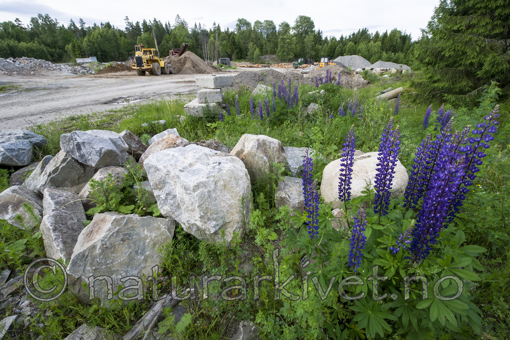 BB_20170618_0288 / Lupinus polyphyllus / Hagelupin
